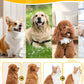 🐶Multifunctional Pet Hair Detangling and Care Comb💈 Effortless Grooming, Care for Your Pet's Coat Health（50% OFF）