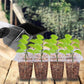 💎 60% DE RÉDUCTION ! 💎 Plateaux de Germination avec Lampe de Croissance – Contrôle Humidité, Transparent & Lumière Full-Spectrum 🌱💡