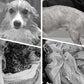 🐕 50 % DE RÉDUCTION ! 🔥 Peignoir pour chien doux, absorbant et à séchage rapide – polaire douillette, fermeture velcro réglable, idéal après le bain ou une promenade sous la pluie 🌧️