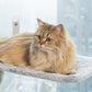 💐60% DE RÉDUCTION ! Lit Suspendu pour Chat avec Ventouses – Laissez-le Profiter du Soleil ☀️😺【Prix Spécial】
