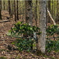 Foldable Hunting Concealment Branch
